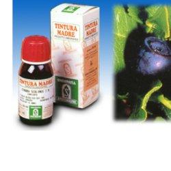 MIRTILLO 31 50ML TM - Farmapanda Srl