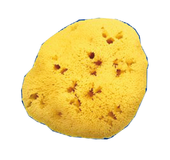 SPUGNA NATURALE FORI L 12/13CM 9 - Farmapanda Srl