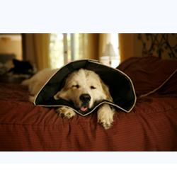 COMFY CONE COLLARE ELISABETTIANO INNOVATIVO XL DIAMETRO 30 CM - Farmapanda Srl